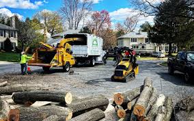 Best Tree and Shrub Care  in Floral Park, NY