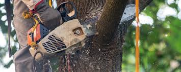 Best Tree Health Inspection  in Floral Park, NY