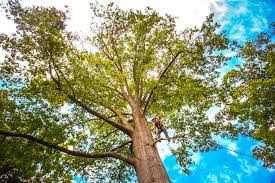 Best Tree Disease Treatment  in Floral Park, NY