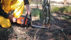 Best Tree Preservation Services  in Floral Park, NY