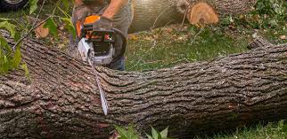 Best Tree Mulching  in Floral Park, NY