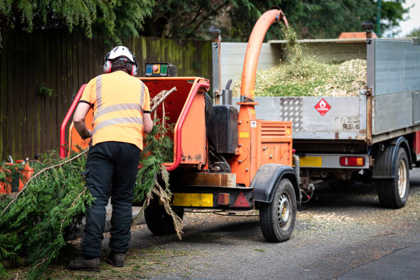 Reliable Floral Park, NY Tree Services Solutions