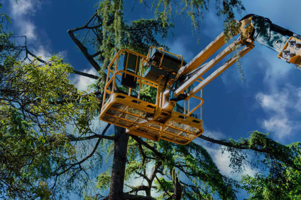 Best Palm Tree Trimming  in Floral Park, NY