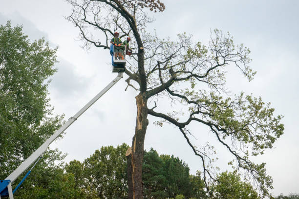Best Firewood Processing and Delivery  in Floral Park, NY
