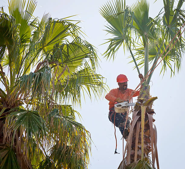 Best Tree Risk Assessment  in Floral Park, NY