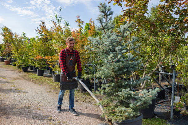 Best Pest Control for Lawns  in Floral Park, NY